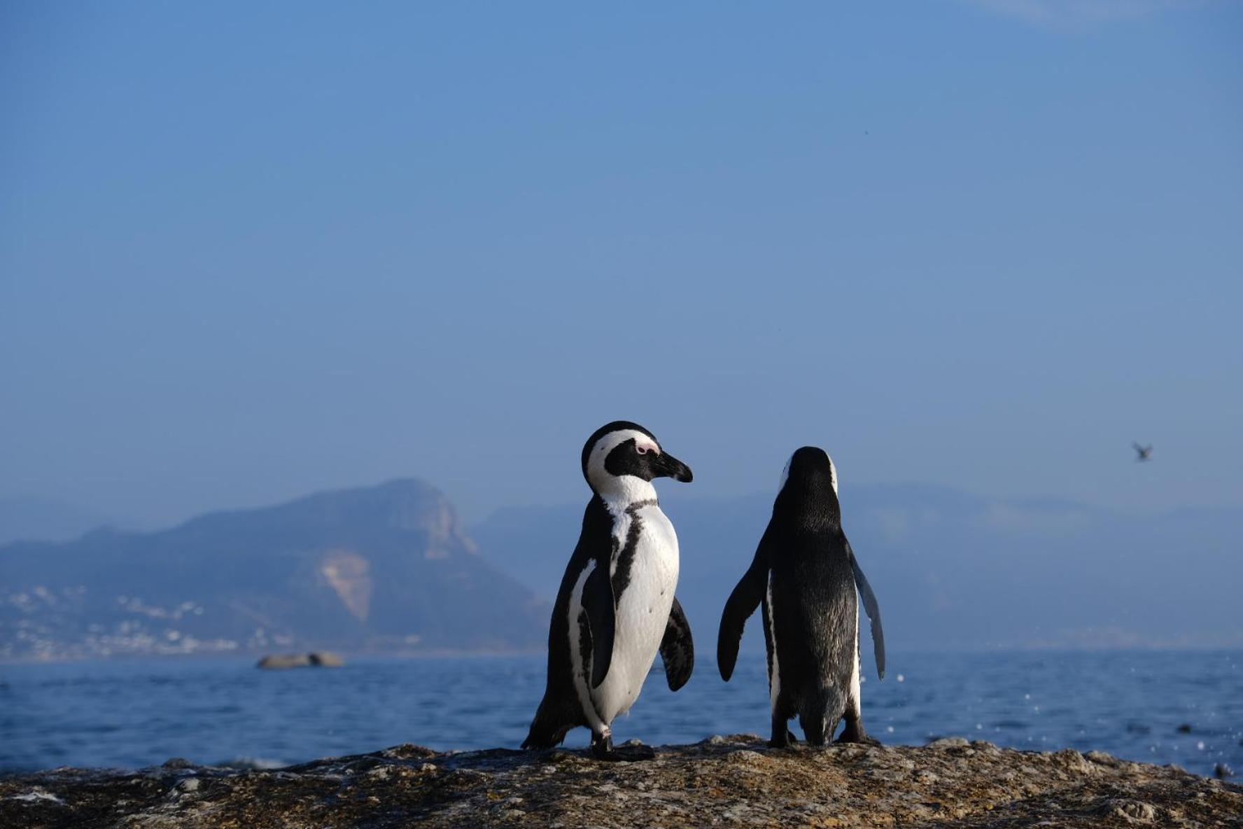 Penguin Haven . Luxury 2 Bedroom, Boulders Beach. Kapstadt Exterior foto